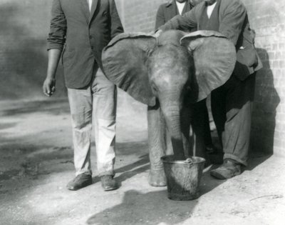 Le jeune éléphant africain Kiberenge recevant une boisson de Darisha et de ses gardiens, zoo de Londres, septembre 1923 - Frederick William Bond